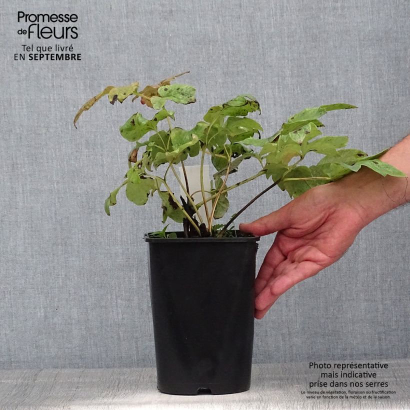 Exemplar von Paeonia lactiflora Temple - Edel-Pfingstrosen Topf mit 3L/4L wie im Sommer geliefert