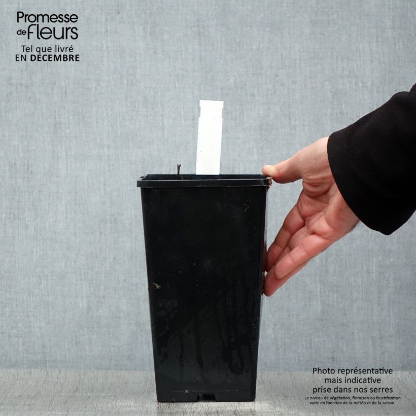 Exemplar von Paeonia lactiflora Temple - Edel-Pfingstrosen Topf mit 3L/4L wie im Winter geliefert