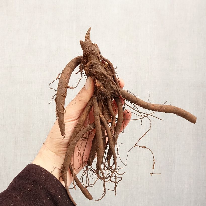 Exemplar von Paeonia lactiflora Sorbet - Edel-Pfingstrosen Stamm 3/5 Augen wie im Winter geliefert