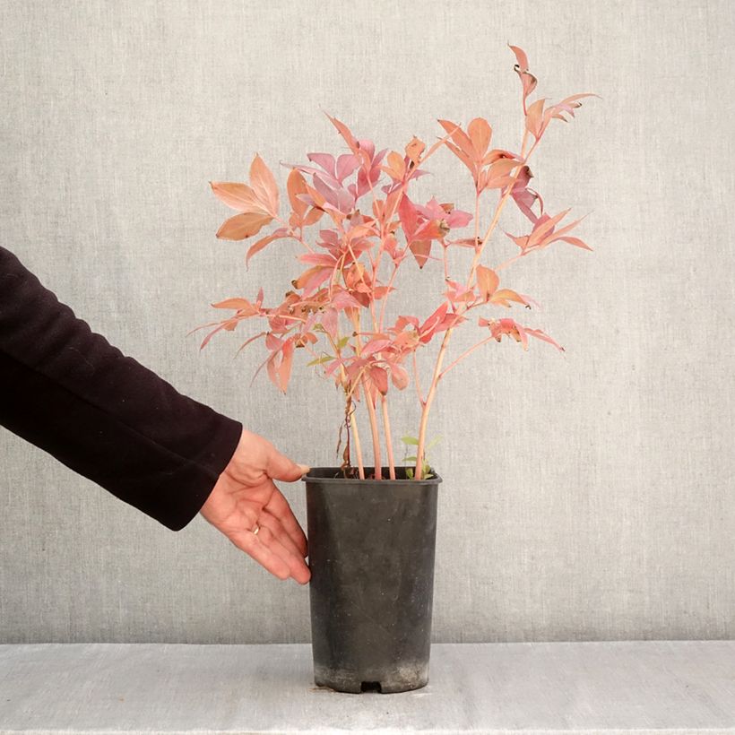 Exemplar von Paeonia x lactiflora Think pink - Edel-Pfingstrosen Topf mit 4L/5L wie im Herbst geliefert