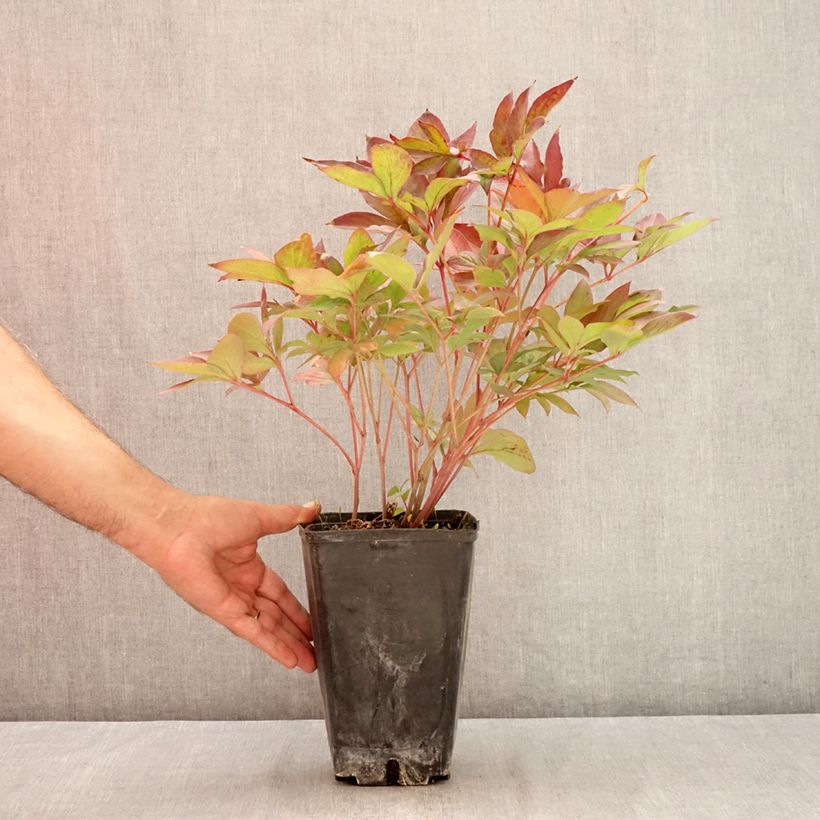 Exemplar von Paeonia lactiflora Victoire de la Marne - Edel-Pfingstrosen Topf mit 3L/4L wie im Sommer geliefert