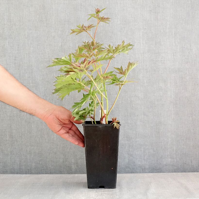 Exemplar von Paeonia lactiflora Victoire de la Marne - Edel-Pfingstrosen Topf mit 3L/4L wie im Frühjahr geliefert