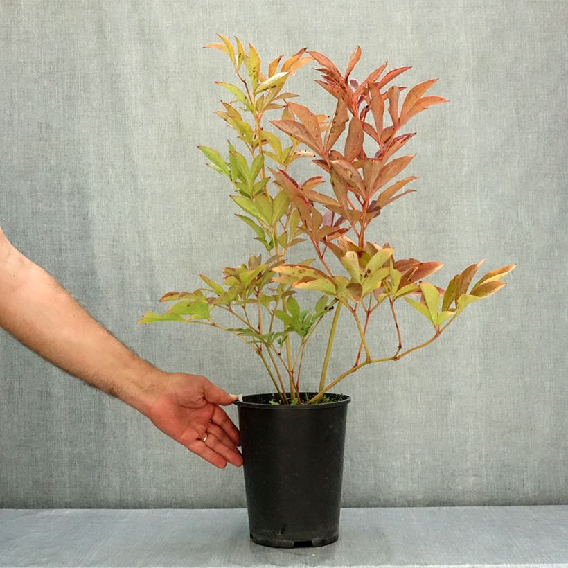 Exemplar von Paeonia Patio Peony Athens - Zwerg Edel-Pfingstrosen Topf mit 3L/4L wie im Sommer geliefert