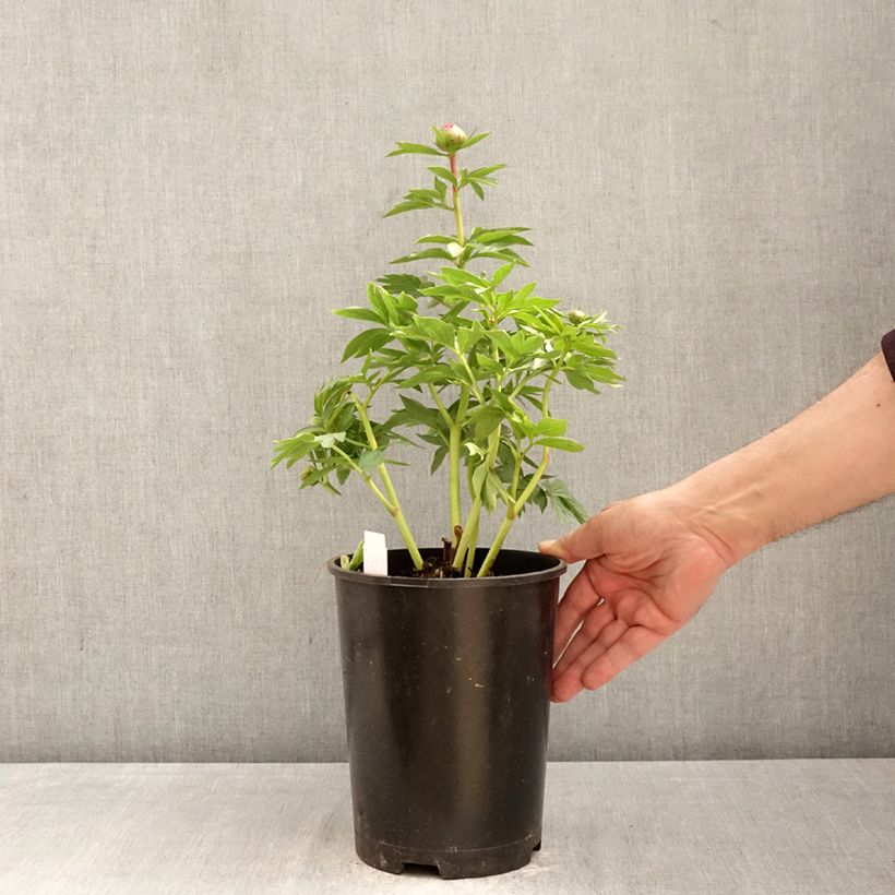 Exemplar von Paeonia Patio Peony Oslo - Zwerg Edel-Pfingstrosen Topf mit 3L/4L wie im Frühjahr geliefert