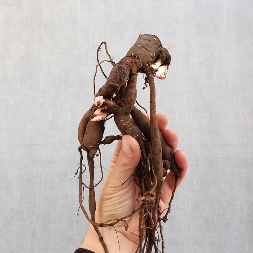 Exemplar von Paeonia Patio Peony Oslo - Zwerg Edel-Pfingstrosen Stamm 3/5 Augen wie im Winter geliefert