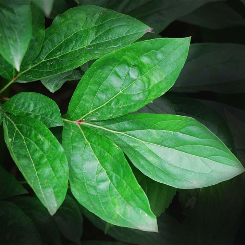Paeonia officinalis Alba Plena - Pfingstrose (Laub)