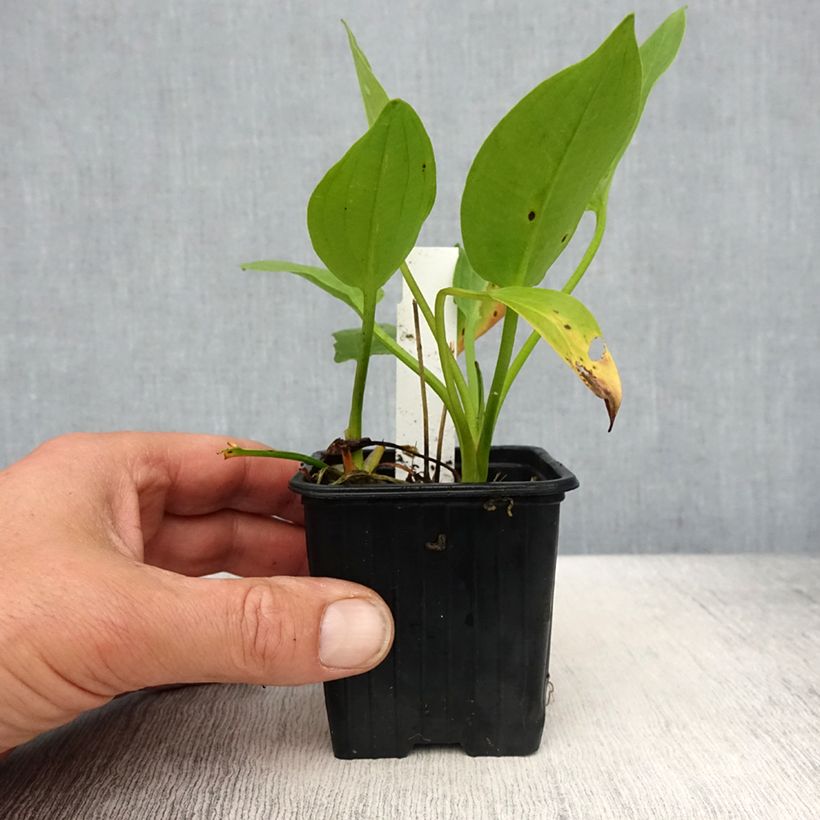 Exemplar von Alisma plantago-aquatica - Gemeiner Froschlöffel Kleine Töpfe von 8/9 cm wie im Frühjahr geliefert