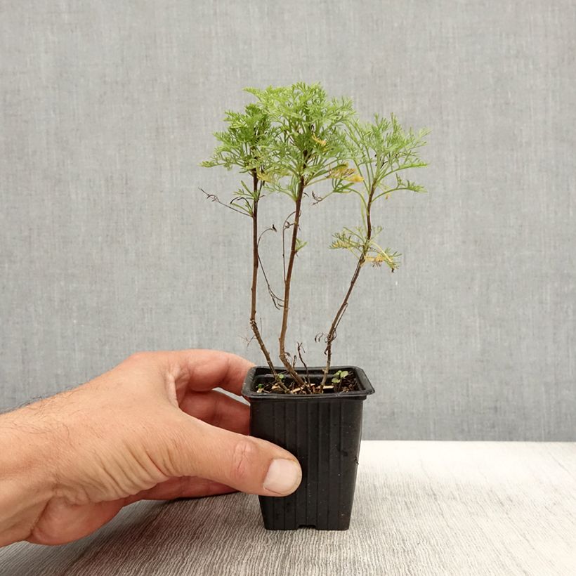 Exemplar von Eberraute Maritima - Artemisia abrotanum var. maritima Kleine Töpfe von 7/8 cm wie im Herbst geliefert