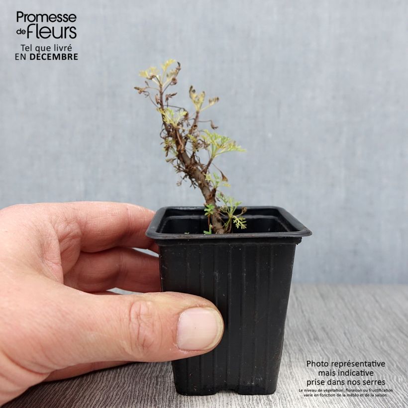 Exemplar von Eberraute Maritima - Artemisia abrotanum var. maritima Kleine Töpfe von 7/8 cm wie im Winter geliefert