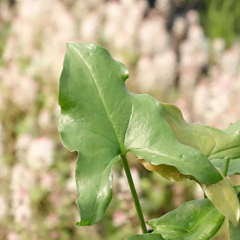 Arisarum proboscideum - Rüsselartiger Mäuseschwanz (Laub)