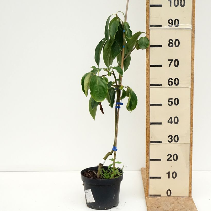 Exemplar von Kaki-Pflaume Budapest - Diospyros kaki Topf mit 4L/5L, Halbstamm wie im Sommer geliefert