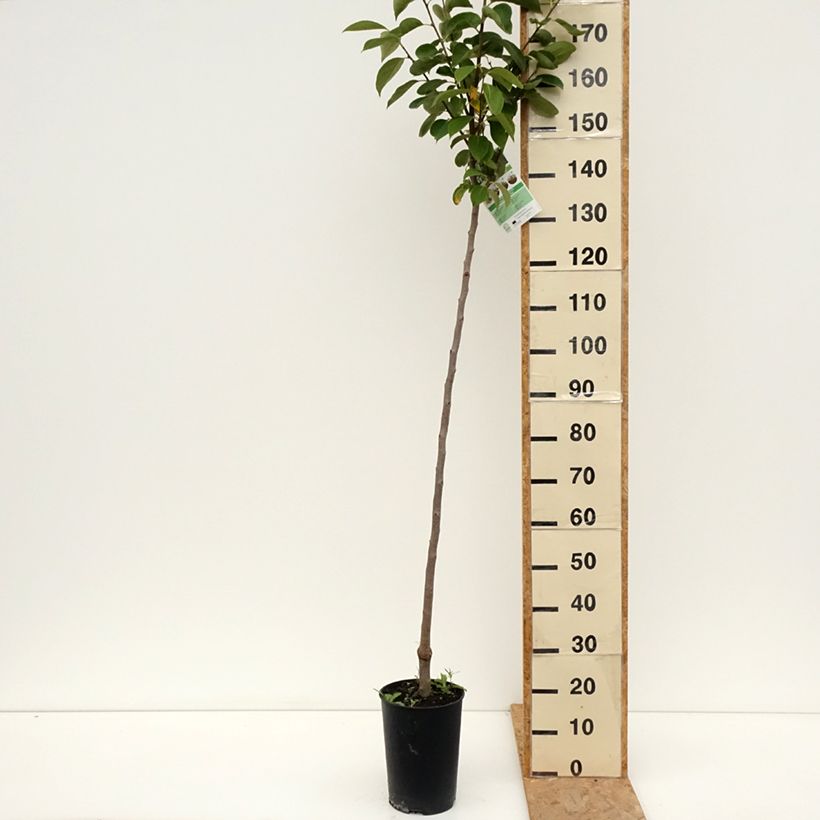 Exemplar von Kaki-Pflaume Rojo Brillante - Diospyros kaki Topf mit 4L/5L, Halbstamm wie im Sommer geliefert