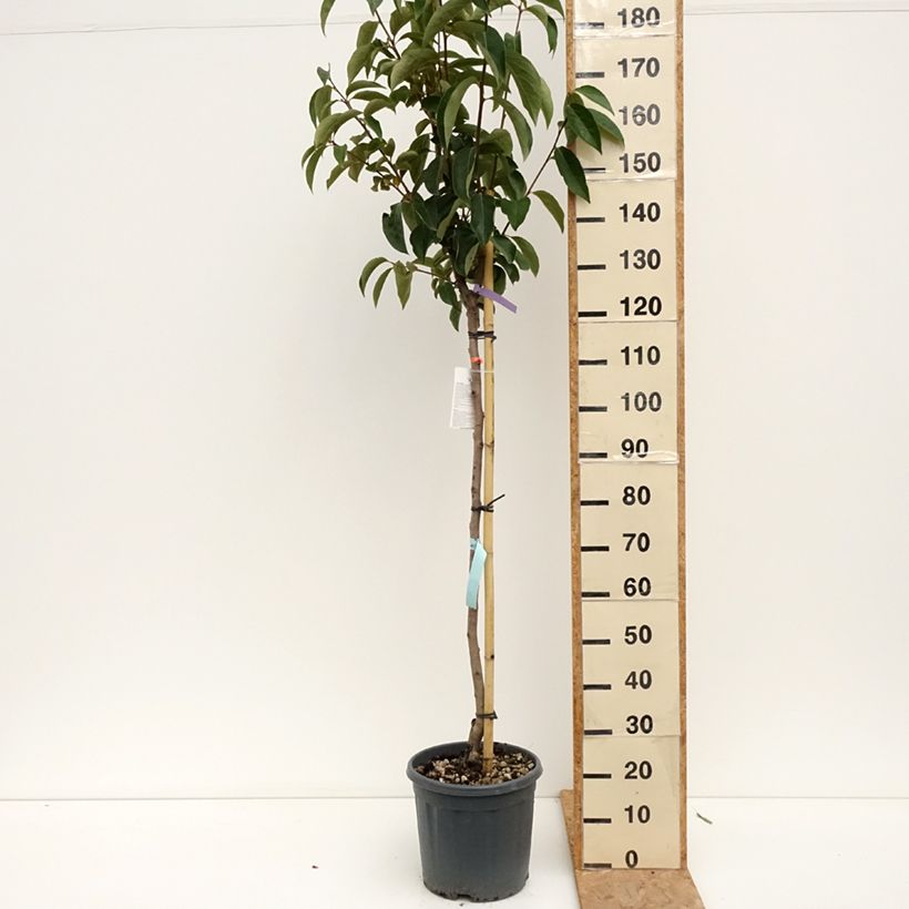 Exemplar von Kaki-Pflaume Sharon - Diospyros kaki Topf mit 12L/15L, Halbstamm wie im Sommer geliefert
