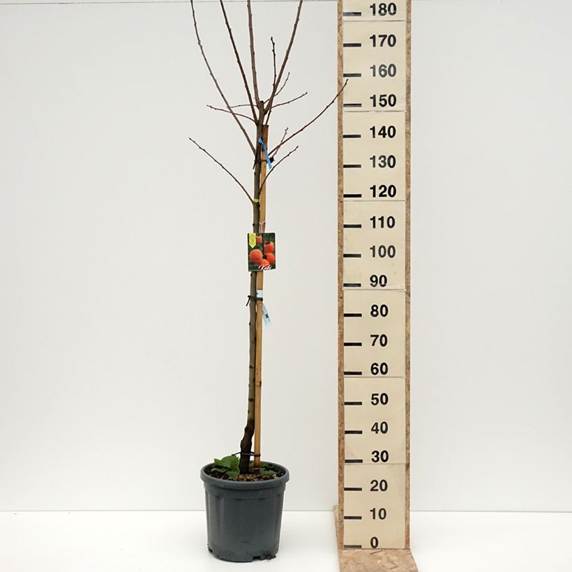 Exemplar von Kaki-Pflaume Tipo - Diospyros kaki Topf mit 12L/15L, Halbstamm wie im Winter geliefert