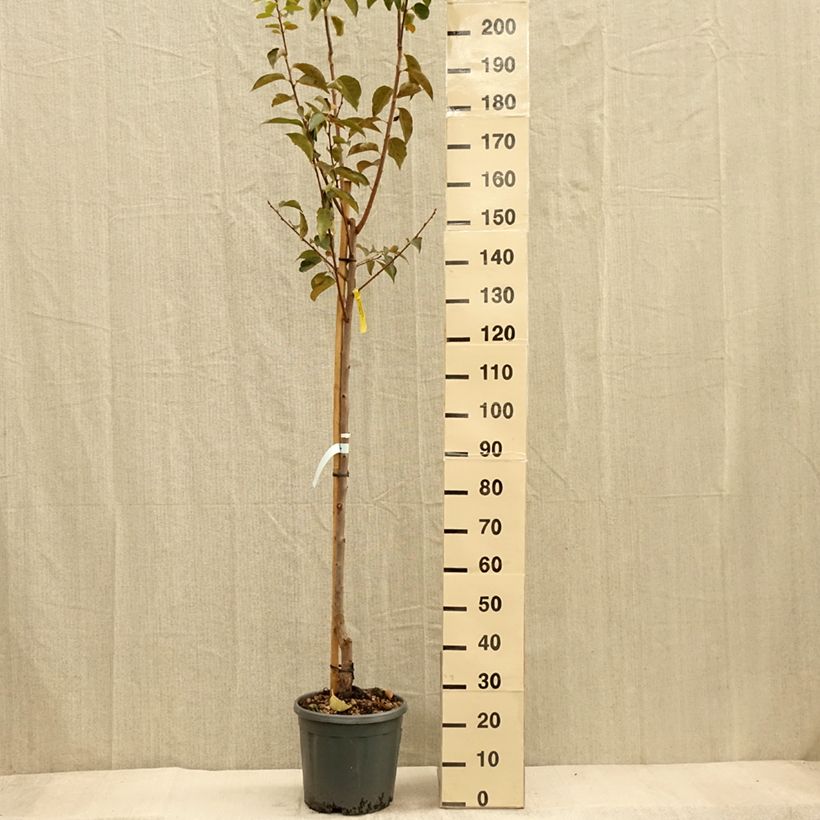 Exemplar von Kaki-Pflaume Vanilila - Diospyros kaki Topf mit 12L/15L, Halbstamm wie im Herbst geliefert