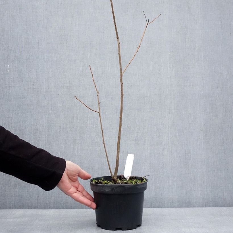 Exemplar von Dattelpflaume - Diospyros lotus Topf mit 2L/3L wie im Winter geliefert