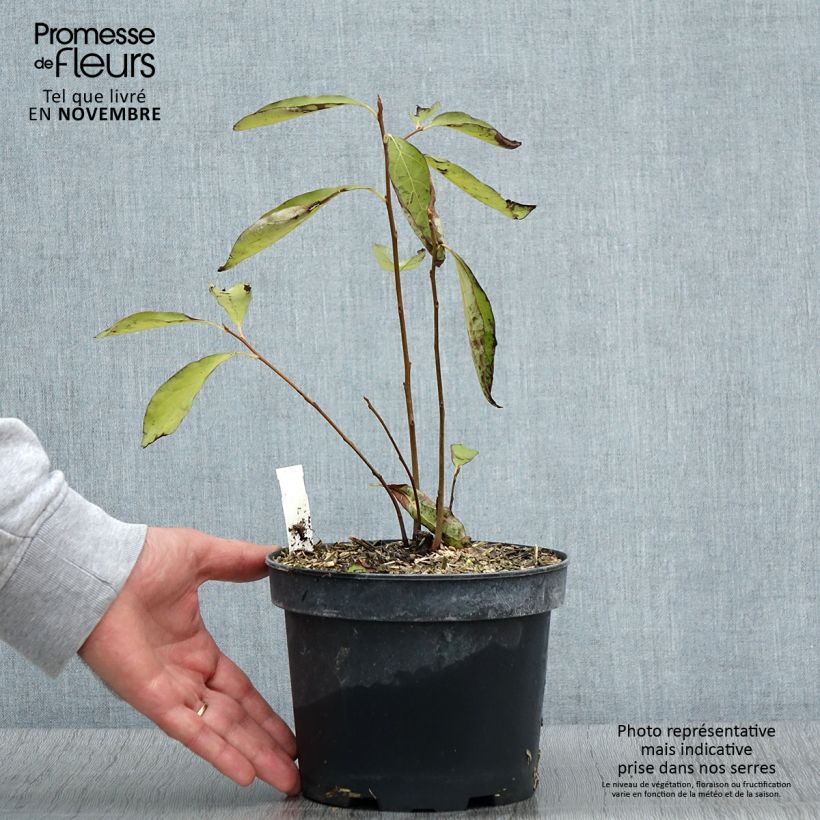 Exemplar von Dattelpflaume - Diospyros lotus Topf mit 2L/3L wie im Herbst geliefert