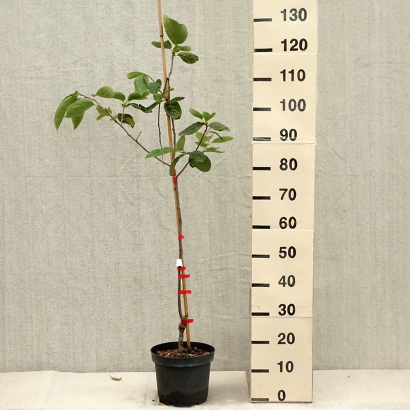 Exemplar von Kaki-Pflaume Nikita’s Gift - Diospyros kaki Topf mit 4L/5L wie im Herbst geliefert