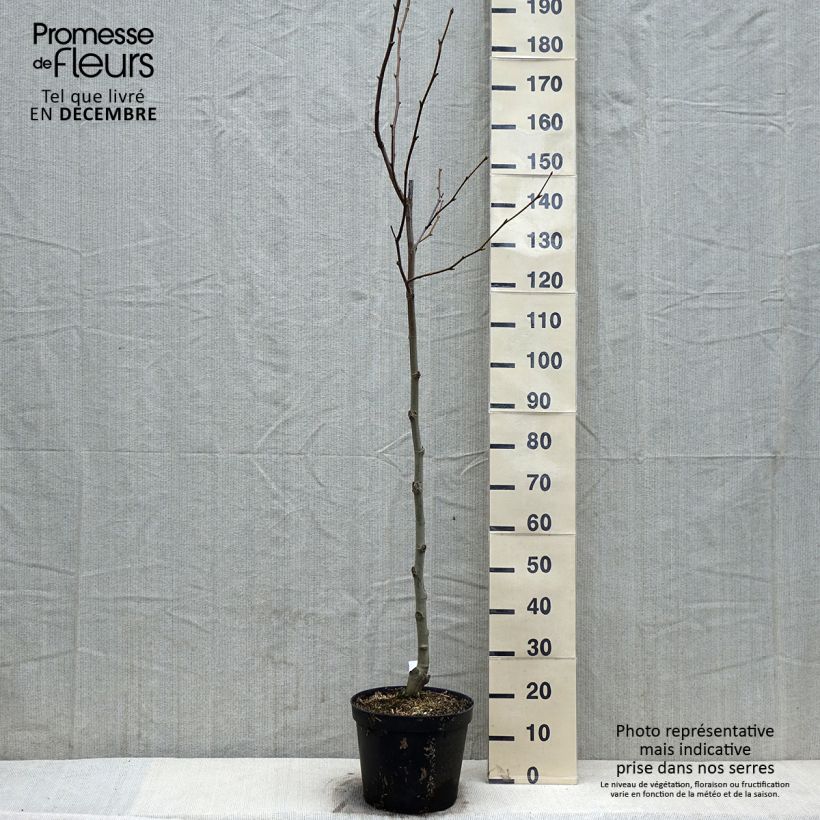 Exemplar von Platanus hispanica - Ahornblättrige Platane Topf mit 7,5L/10L wie im Herbst geliefert