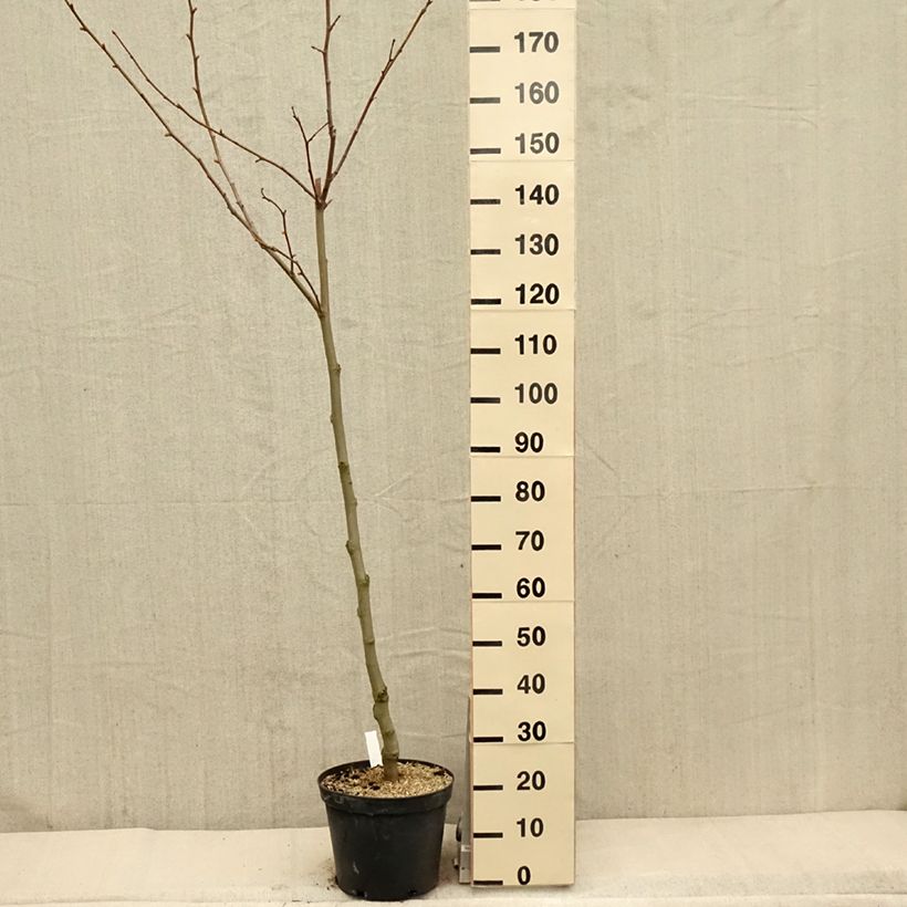 Exemplar von Platanus hispanica - Ahornblättrige Platane Topf mit 7,5L/10L wie im Frühjahr geliefert