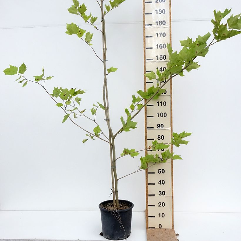 Exemplar von Platanus hispanica - Ahornblättrige Platane Topf mit 7,5L/10L wie im Sommer geliefert