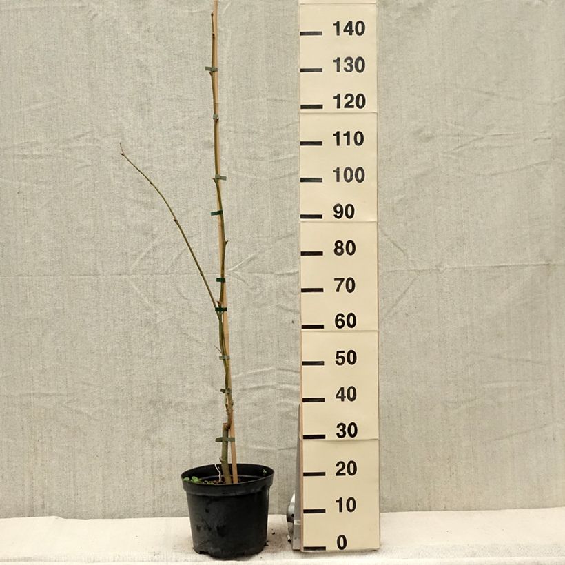 Exemplar von Platanus hispanica Suttneri - Ahornblättrige Platane Topf mit 4L/5L wie im Frühjahr geliefert