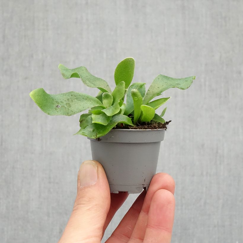 Exemplar von Geweihfarn - Platycerium bifurcatum Mini-Pflanze wie im Frühjahr geliefert