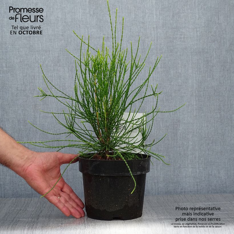 Exemplar von Platycladus orientalis Franky Boy - Morgenländische Lebensbaum Topf mit 2L/3L wie im Herbst geliefert