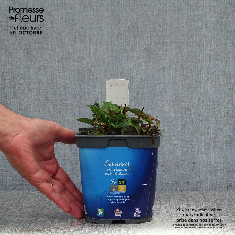 Exemplar von Ballonblume Astra Blue - Platycodon grandiflorus Topf mit 2L/3L wie im Herbst geliefert