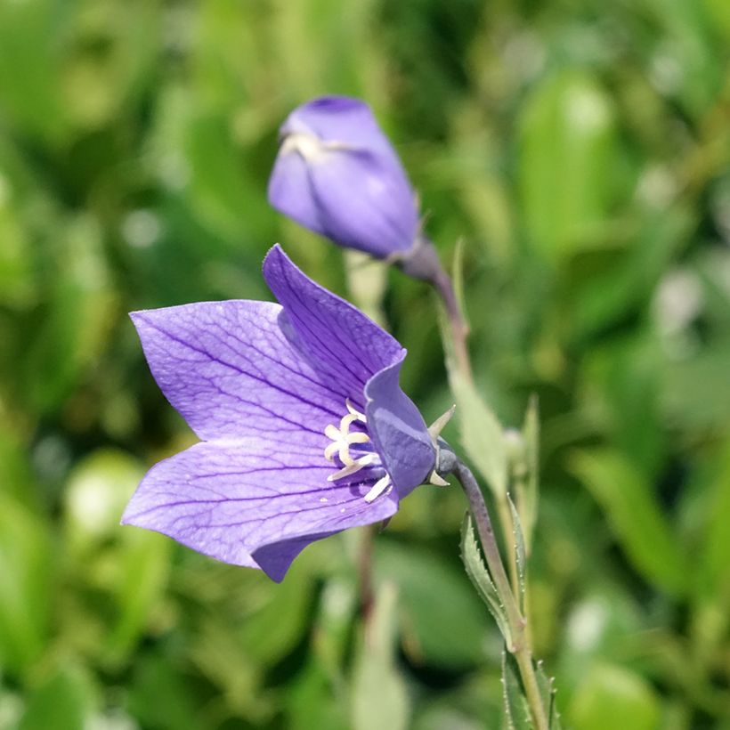 Ballonblume Fuji Blue - Platycodon grandiflorus (Blüte)