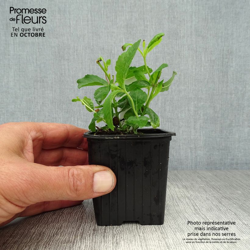 Exemplar von Ballonblume Mariesii - Platycodon grandiflorus Kleine Töpfe von 7/8 cm wie im Herbst geliefert