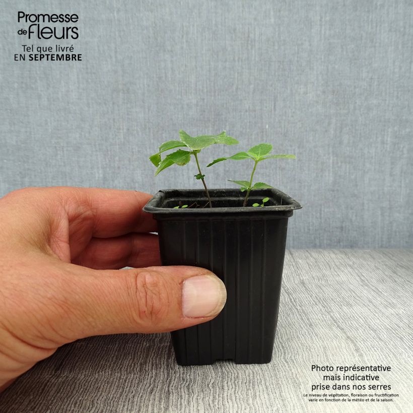 Exemplar von Ballonblume Perlmutterschale - Platycodon grandiflorus Kleine Töpfe von 7/8 cm wie im Herbst geliefert