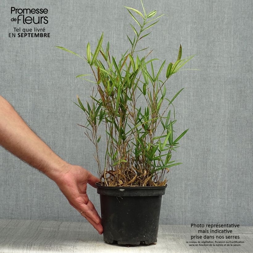 Exemplar von Pleioblastus shibuyanus Tsuboï - Zwergbambus Topf mit 1,5L/2L wie im Herbst geliefert