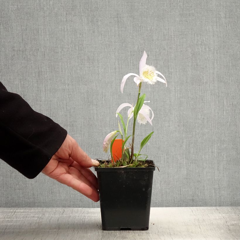 Exemplar von Pleione formosana - Orchidee Topf mit 1L/1,5L wie im Frühjahr geliefert