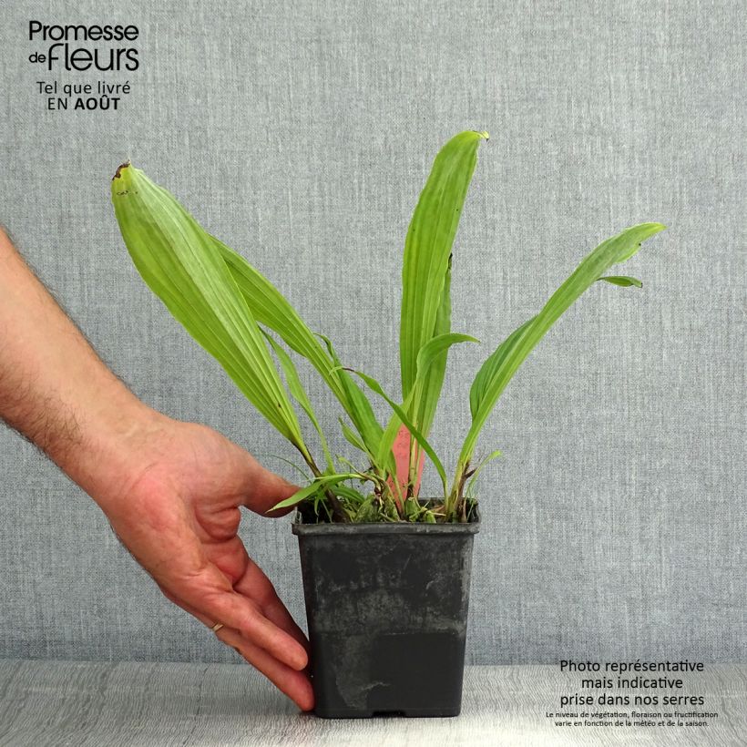 Exemplar von Pleione Glacier Peak - Orchidée terrestre Godet de 8/9 cm wie im Sommer geliefert