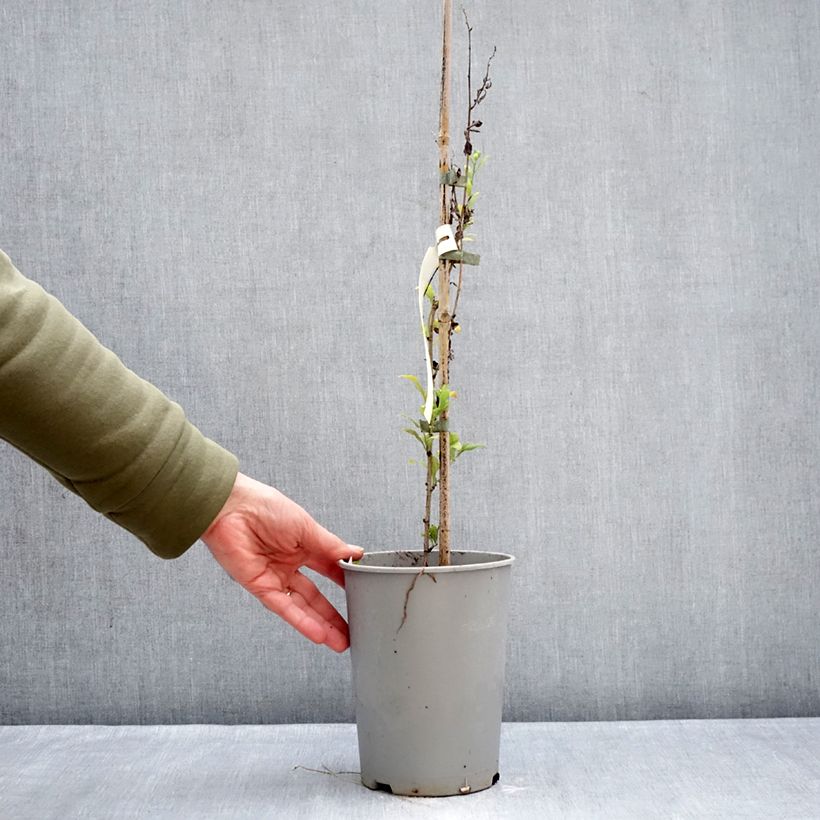 Exemplar von Plumbago auriculata - Kap-Bleiwurz Topf mit 2L/3L wie im Winter geliefert