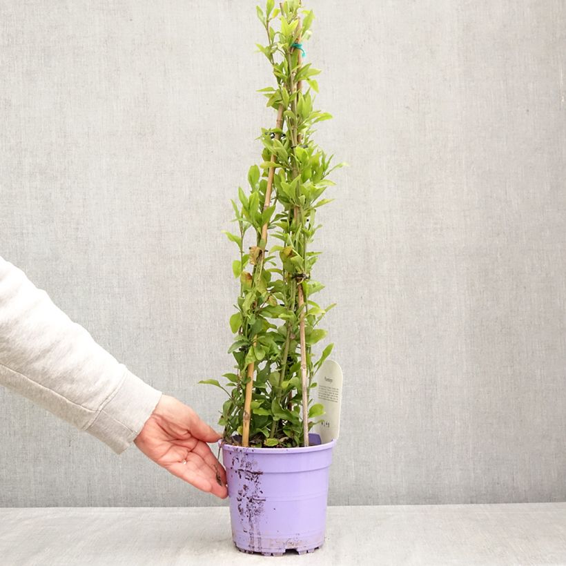 Exemplar von Plumbago auriculata - Kap-Bleiwurz Topf mit 2L/3L wie im Frühjahr geliefert