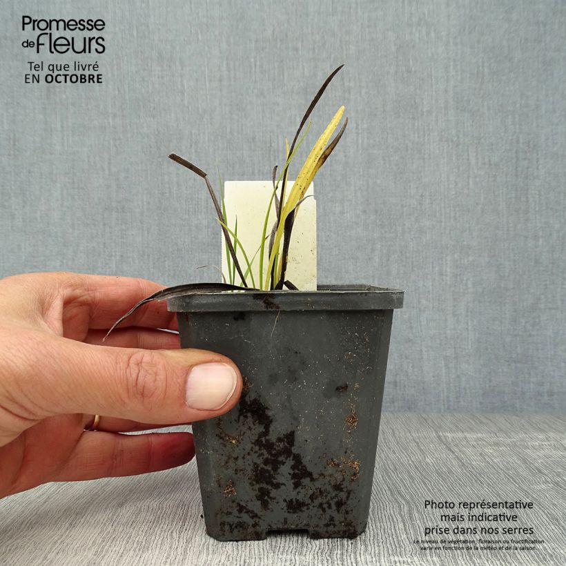 Exemplar von Ährige Prachtscharte Alba - Liatris spicata Kleine Töpfe von 8/9 cm wie im Herbst geliefert