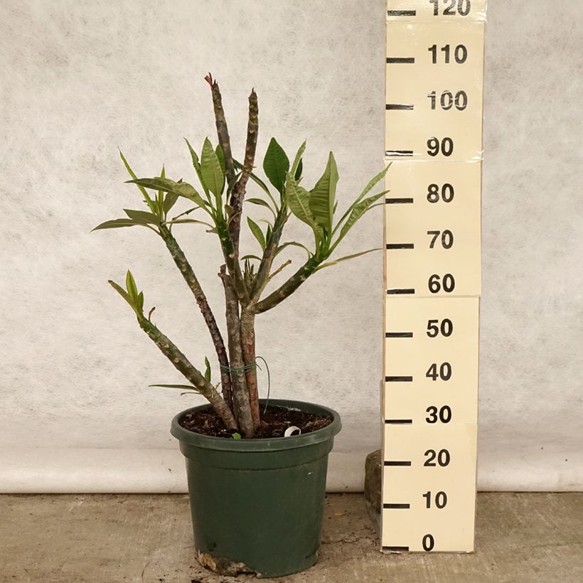Exemplar von Plumeria rubra - Frangipani Topf mit 6L/7L wie im Sommer geliefert