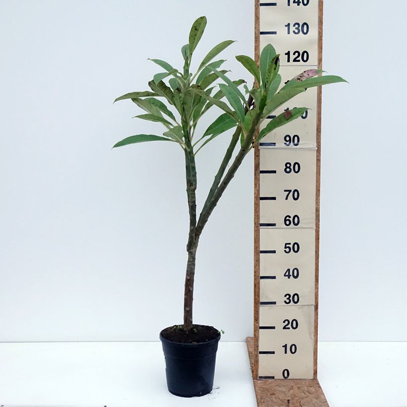Exemplar von Plumeria rubra - Frangipani Topf mit 6L/7L wie im Herbst geliefert