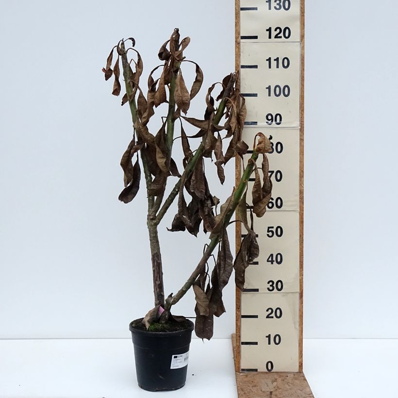 Exemplar von Plumeria rubra - Frangipani Topf mit 6L/7L wie im Winter geliefert