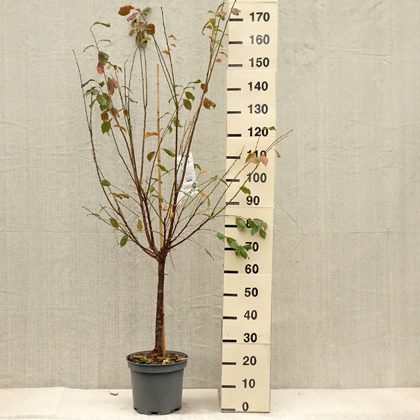 Exemplar von Pluot Flavor Candy - Prunus Topf mit 7,5L/10L, Gobelet-Form wie im Herbst geliefert