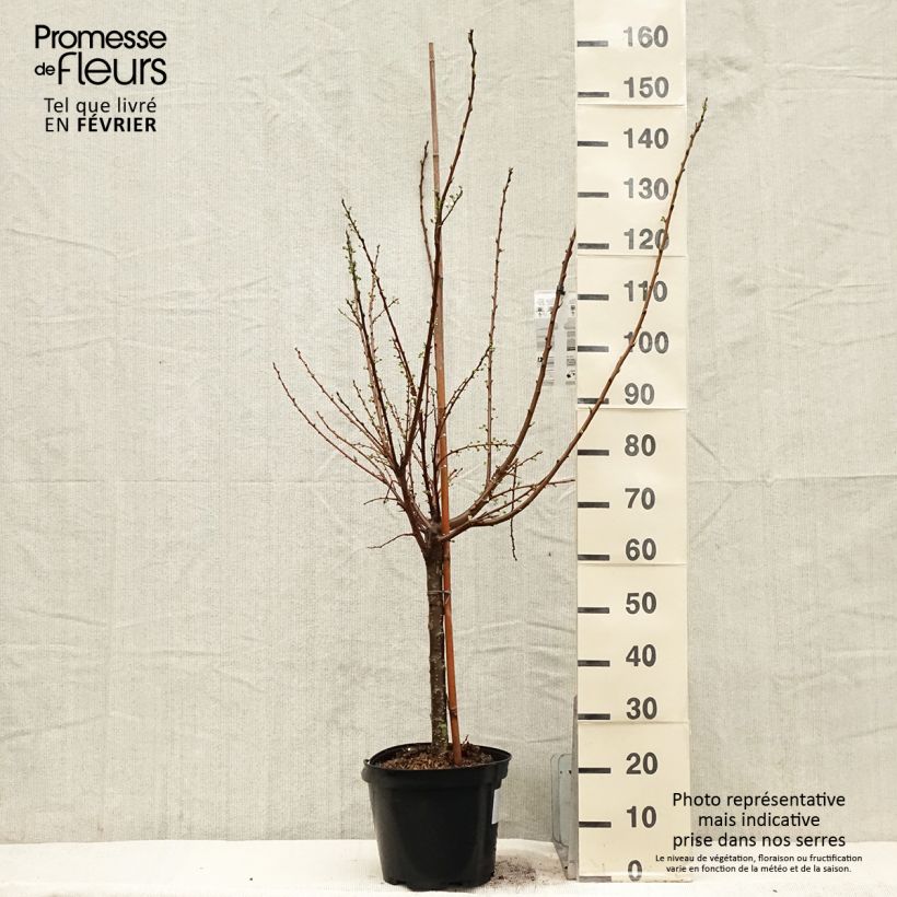 Exemplar von Pluot Flavor Candy - Prunus Topf mit 7,5L/10L, Gobelet-Form wie im Winter geliefert