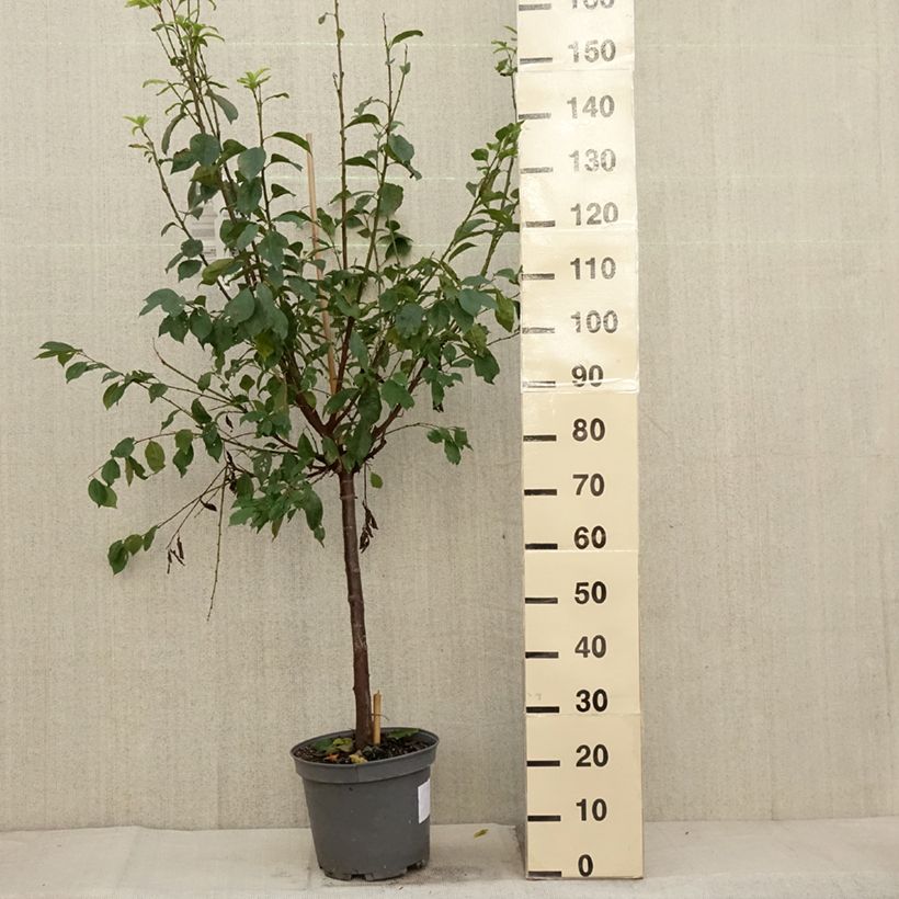 Exemplar von Pluot Pink Candy - Prunus Topf mit 7,5L/10L, Gobelet-Form wie im Herbst geliefert
