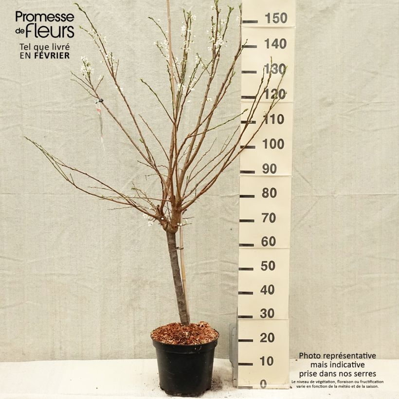 Exemplar von Pluot Purple Candy - Prunus Topf mit 7,5L/10L, Gobelet-Form wie im Winter geliefert