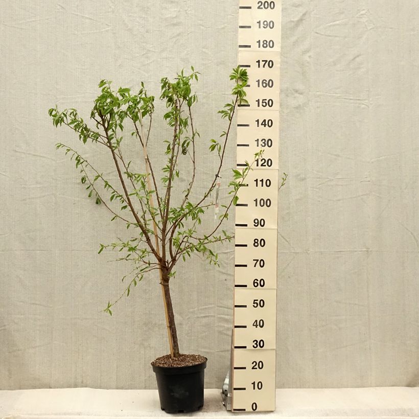 Exemplar von Pluot Purple Candy - Prunus Topf mit 7,5L/10L, Gobelet-Form wie im Frühjahr geliefert