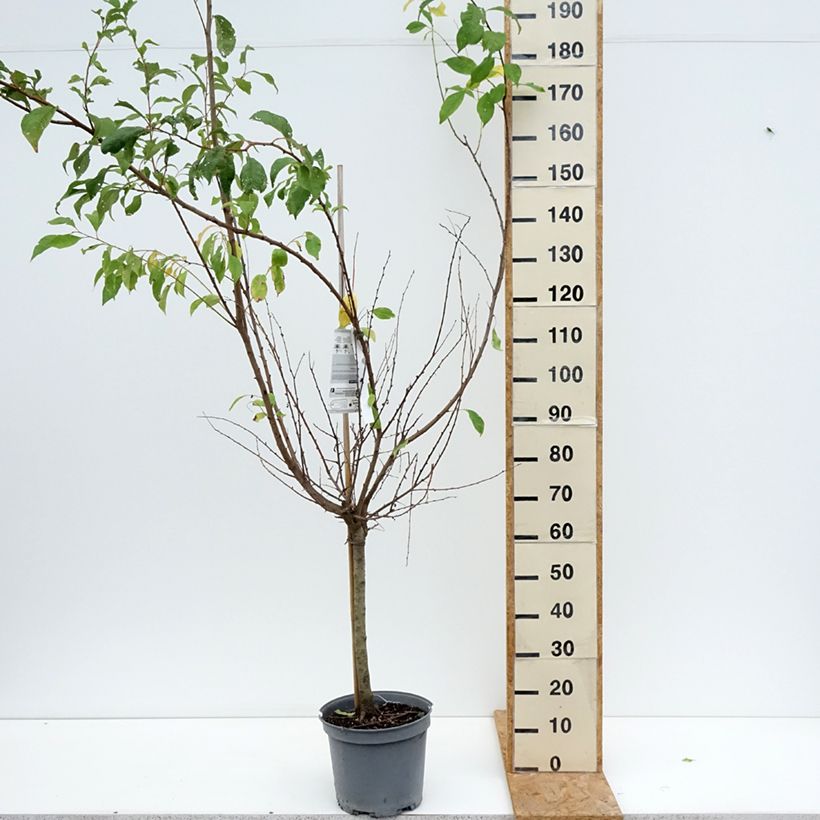 Exemplar von Pluot Purple Candy - Prunus Topf mit 7,5L/10L, Gobelet-Form wie im Sommer geliefert