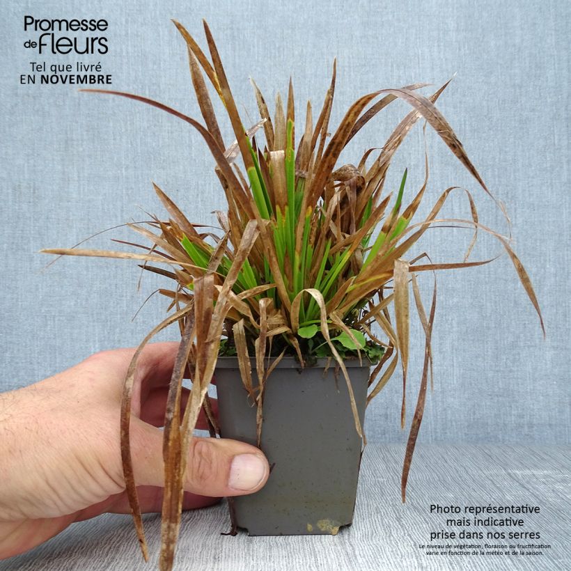 Exemplar von Poa chaixii - Chaix-Rispengras Kleine Töpfe von 8/9 cm wie im Herbst geliefert