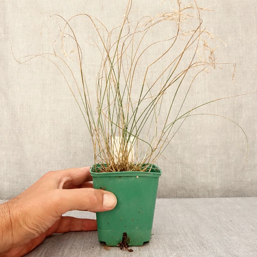 Exemplar von Poa glauca Blue Hills Kleine Töpfe von 8/9 cm wie im Sommer geliefert