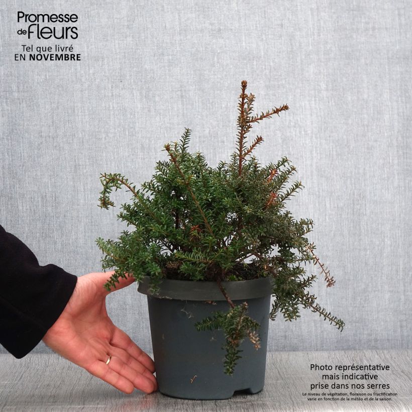 Exemplar von Podocarpus lawrencei Red Tip - Steineibe Topf mit 2L/3L wie im Herbst geliefert